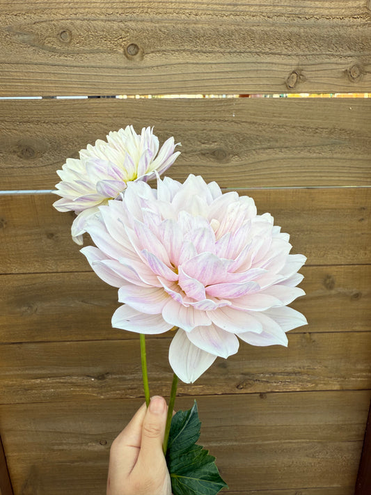 Hollyhill Snowqueen (Rooted cutting)