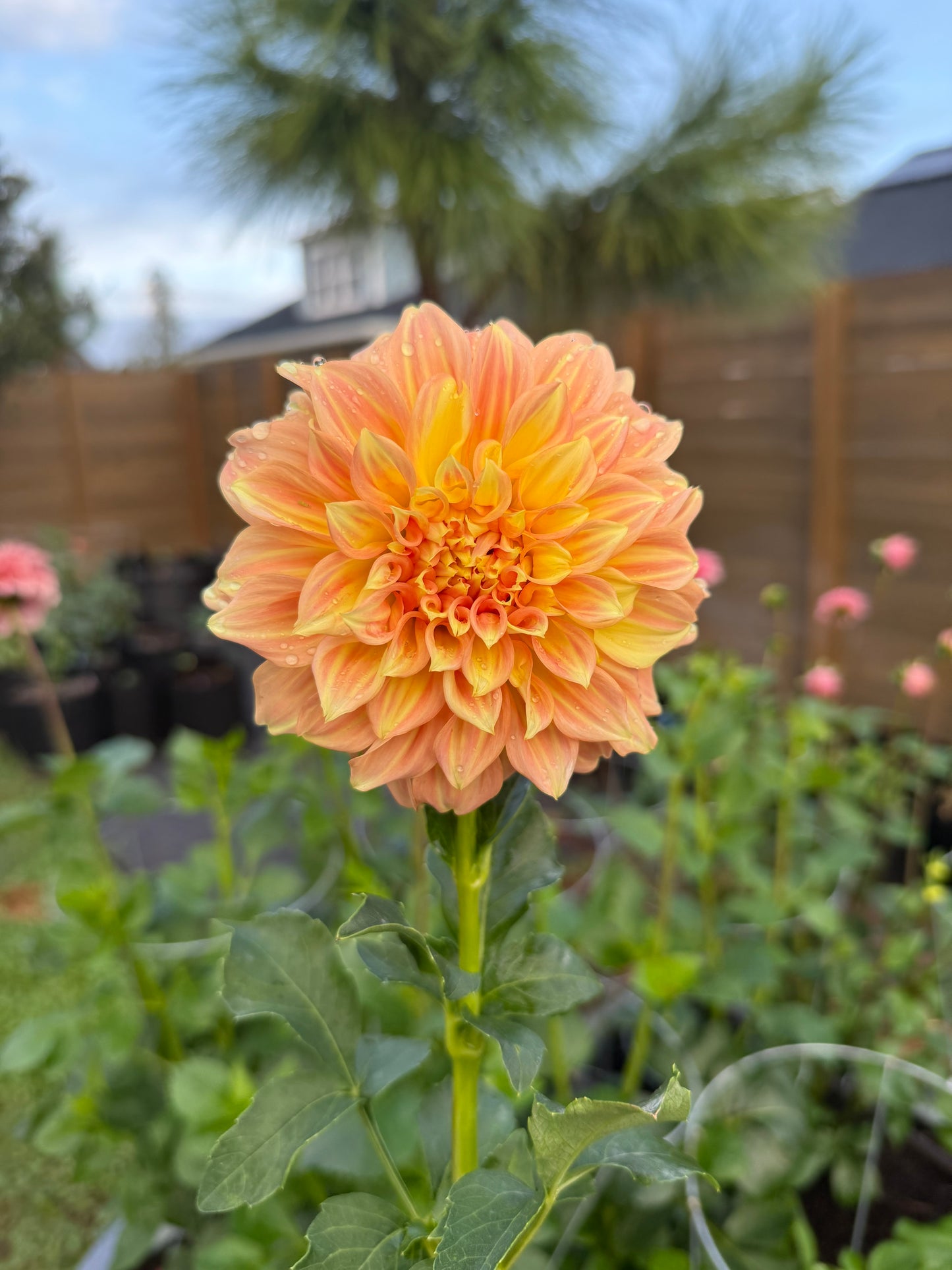 Bracken Glenda 🇦🇺 (Rooted cutting)