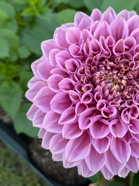 Formby Duke 🇦🇺 (Rooted cutting)