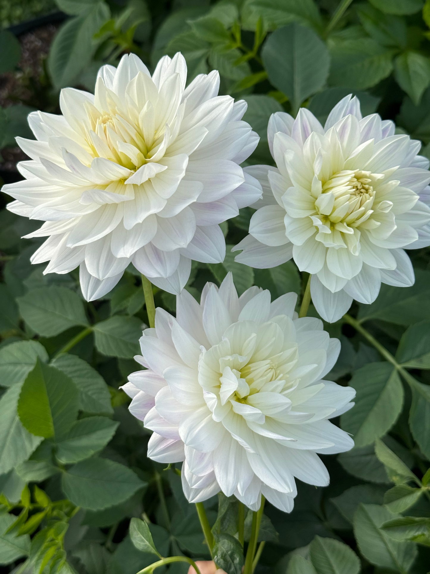 Hollyhill Snowqueen (Rooted cutting)