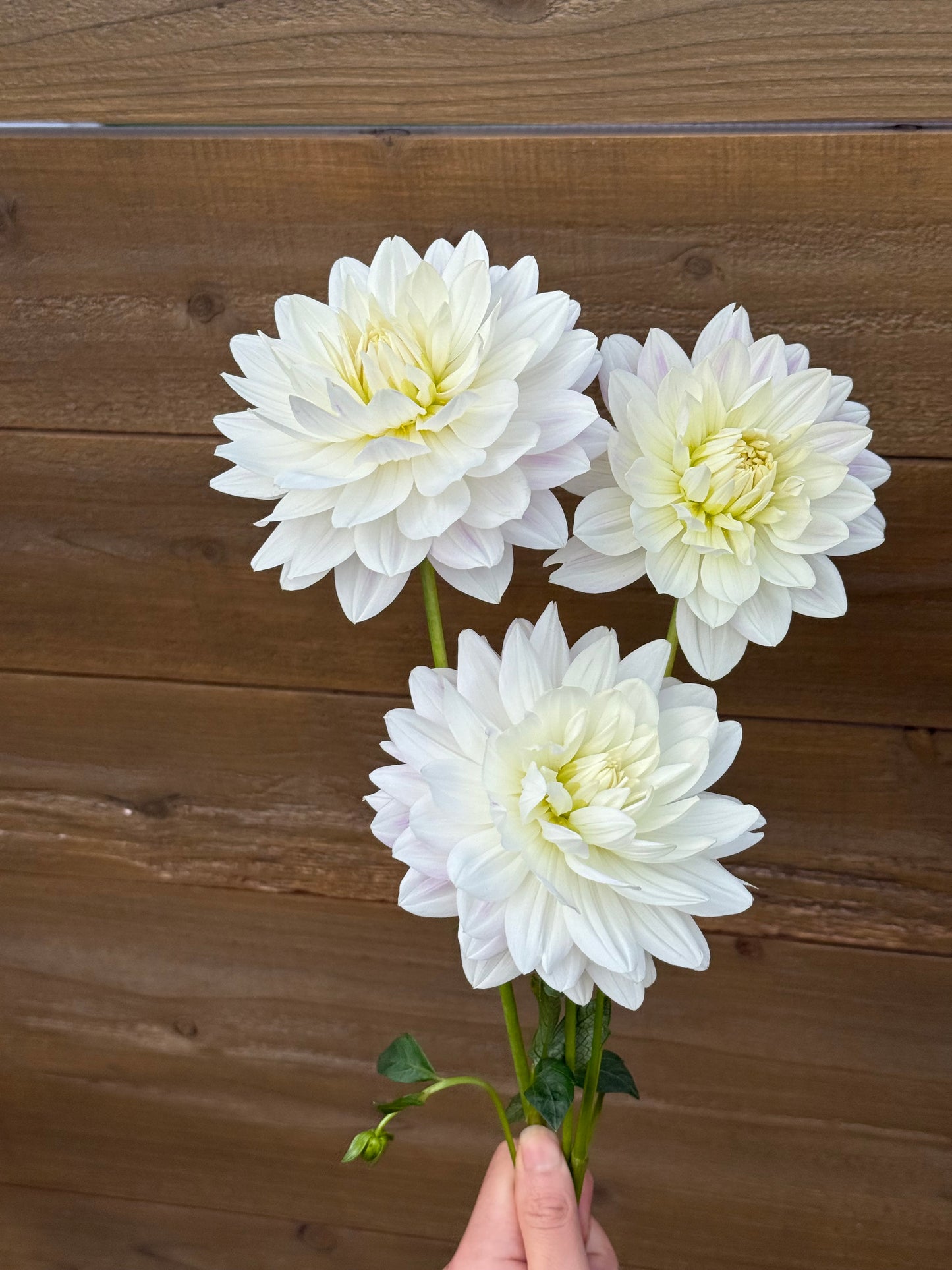 Hollyhill Snowqueen (Rooted cutting)