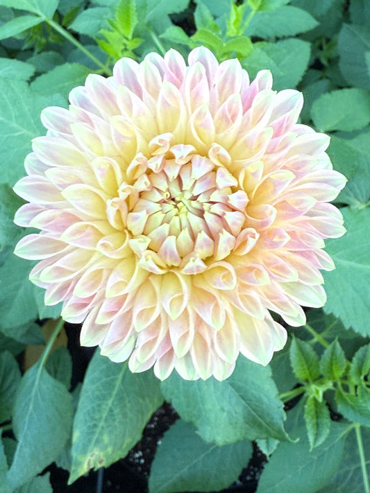 Boundary Sophie 🇦🇺 (rooted cutting)