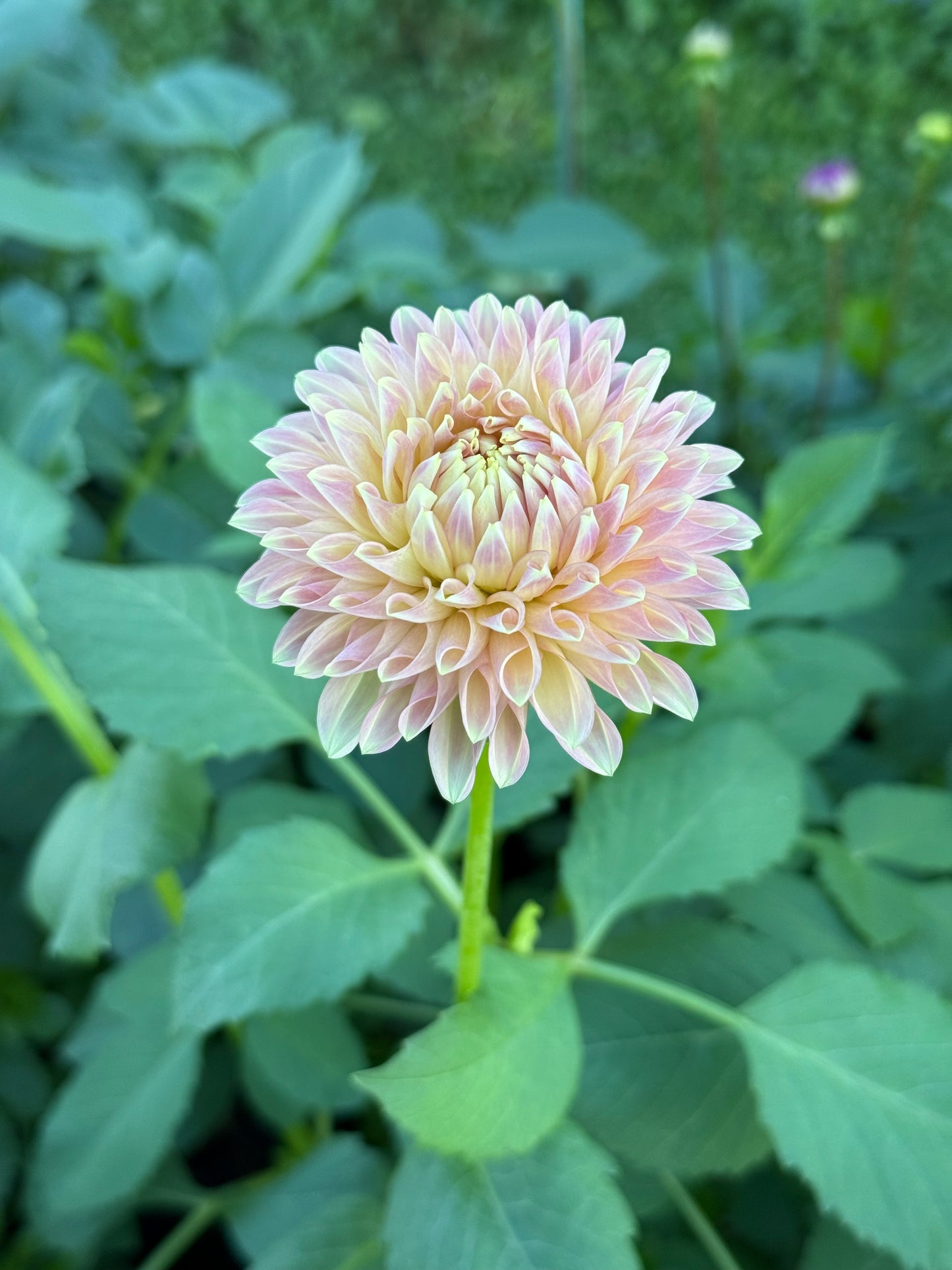Boundary Sophie 🇦🇺 (rooted cutting)