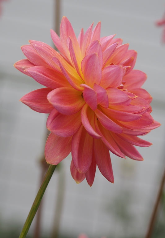 Moray Ashleigh 🇦🇺 (rooted cutting)