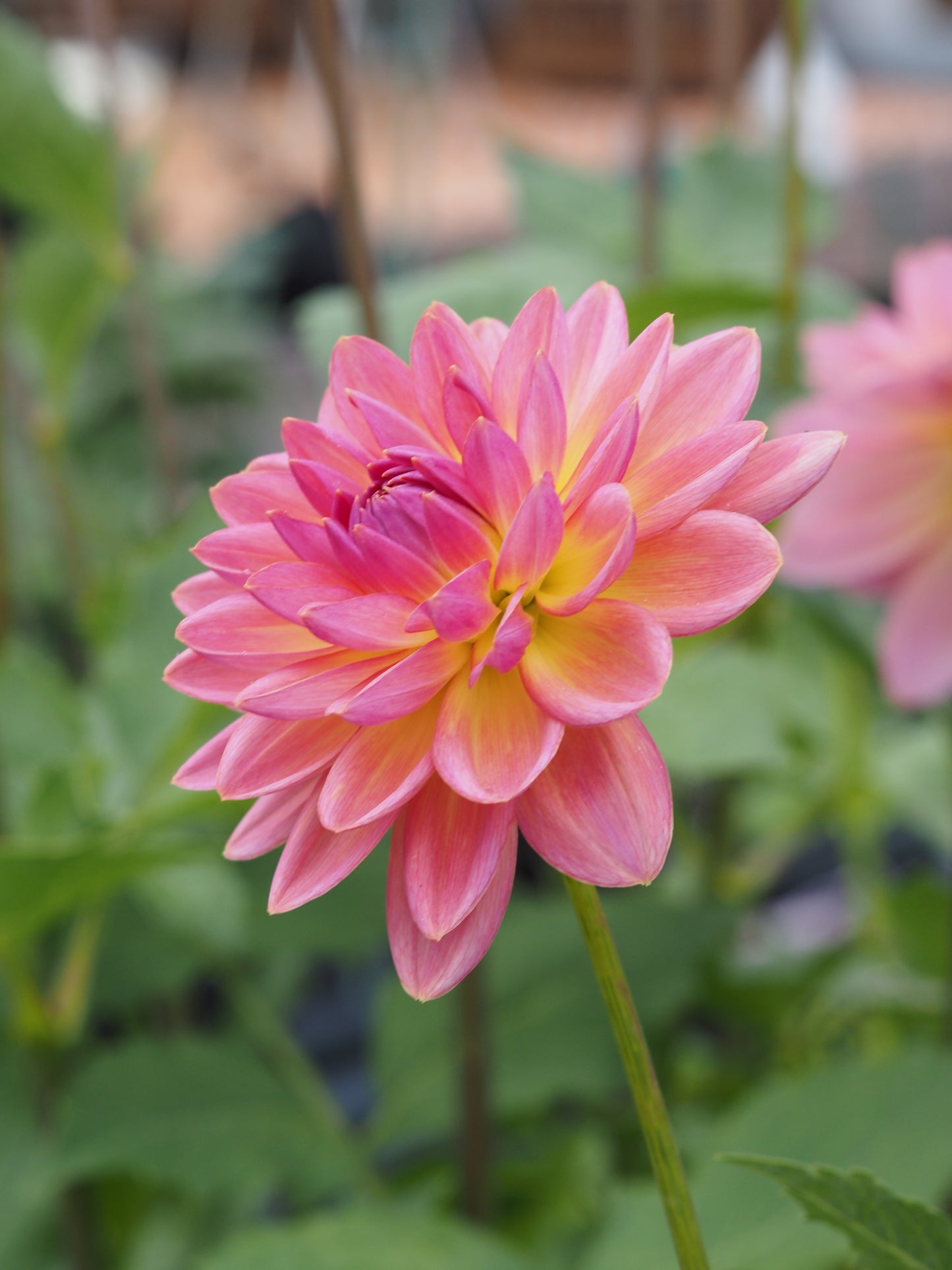 Moray Ashleigh 🇦🇺 (rooted cutting)