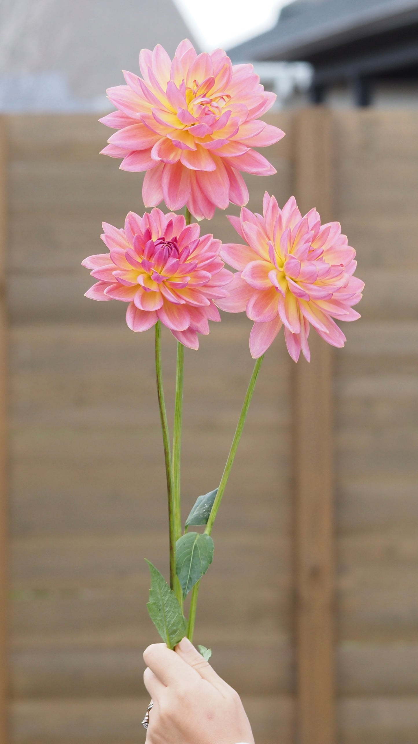 Moray Ashleigh 🇦🇺 (rooted cutting)