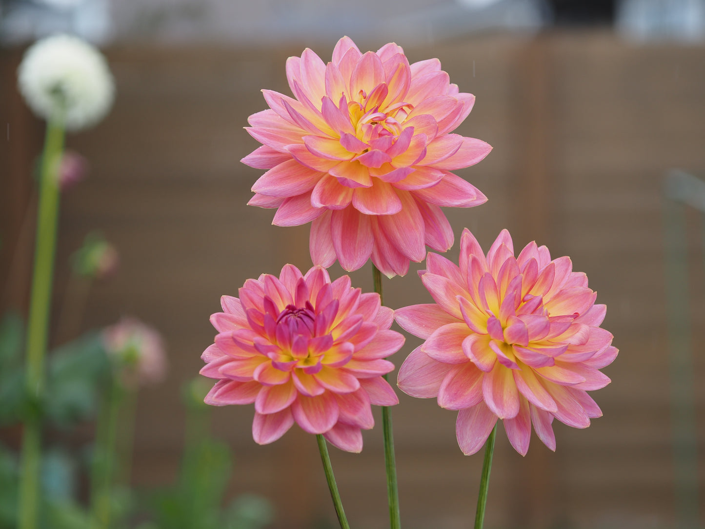 Moray Ashleigh 🇦🇺 (rooted cutting)