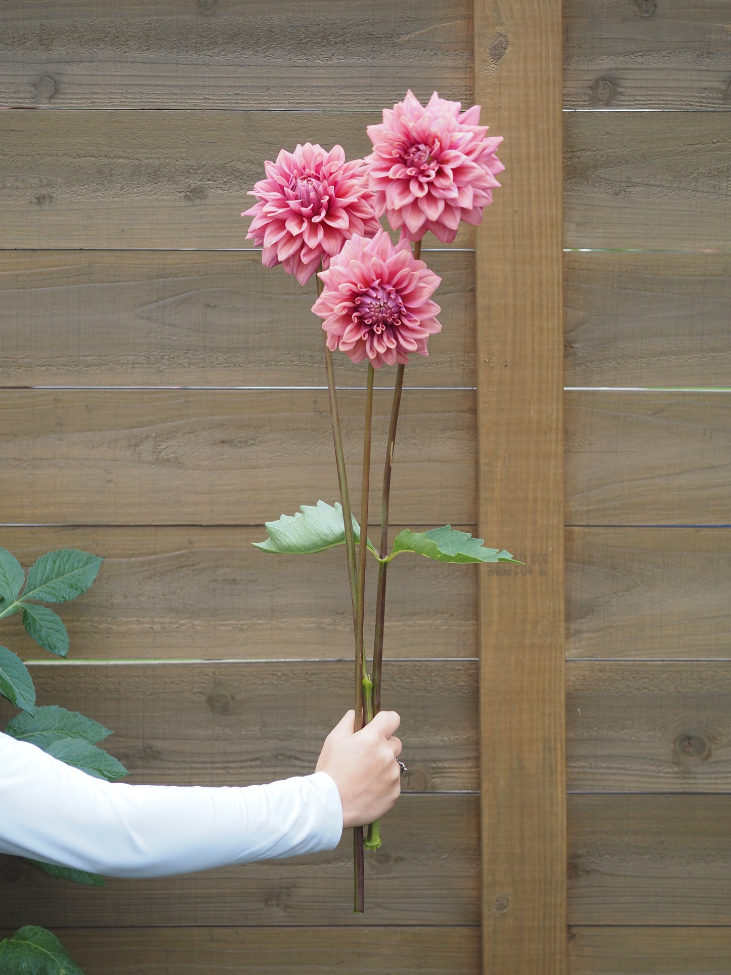 Lileah Caramel Rose 🇦🇺 (Rooted cutting)