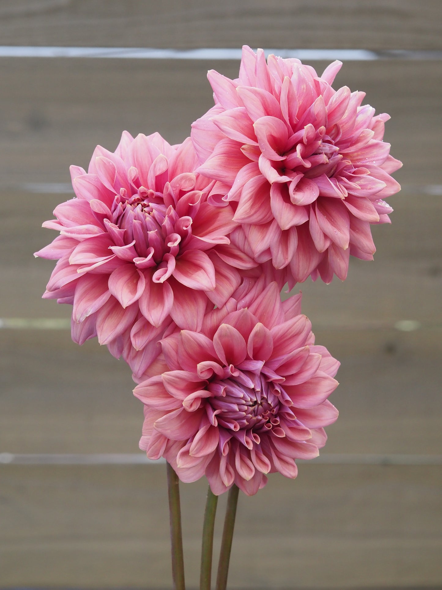 Lileah Caramel Rose 🇦🇺 (Rooted cutting)