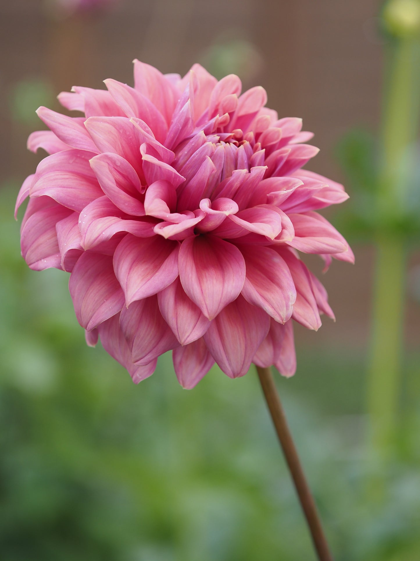 Lileah Caramel Rose 🇦🇺 (Rooted cutting)