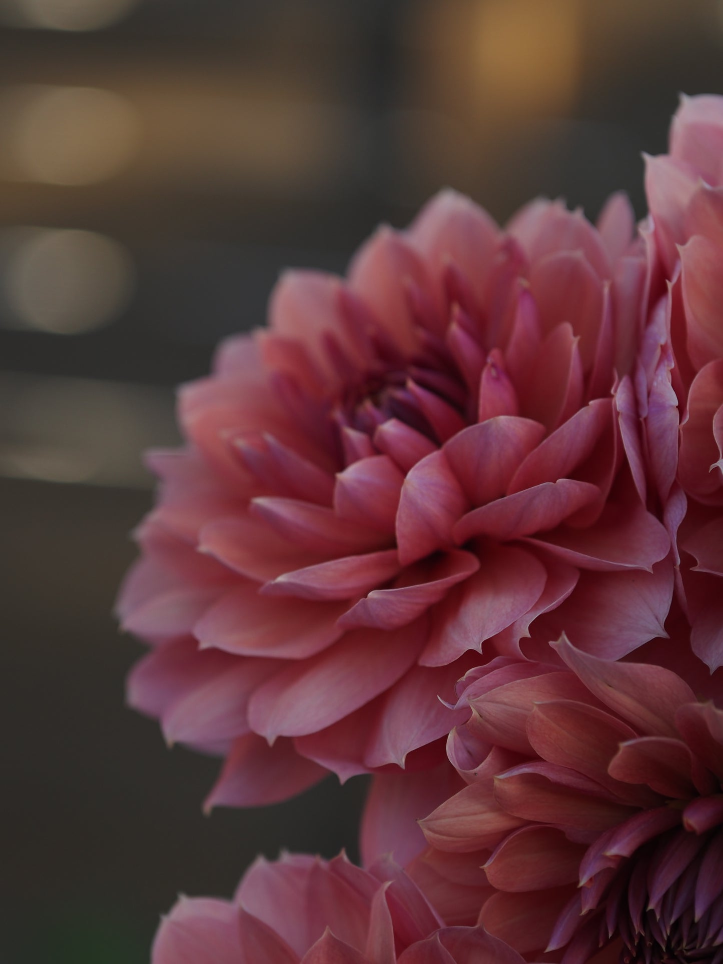 Chateau De La Bourdaisiere (Rooted cutting)