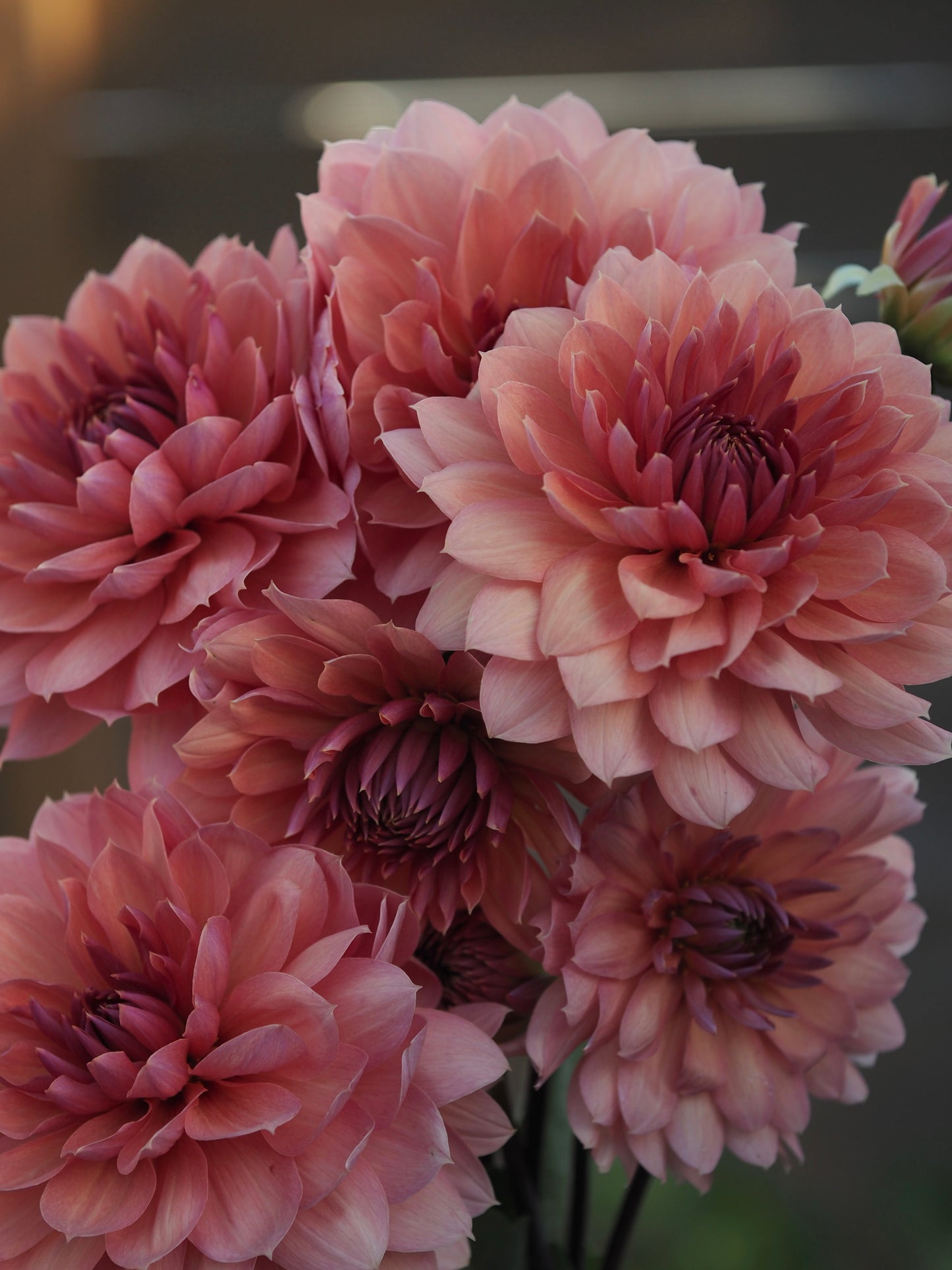 Chateau De La Bourdaisiere (Rooted cutting)