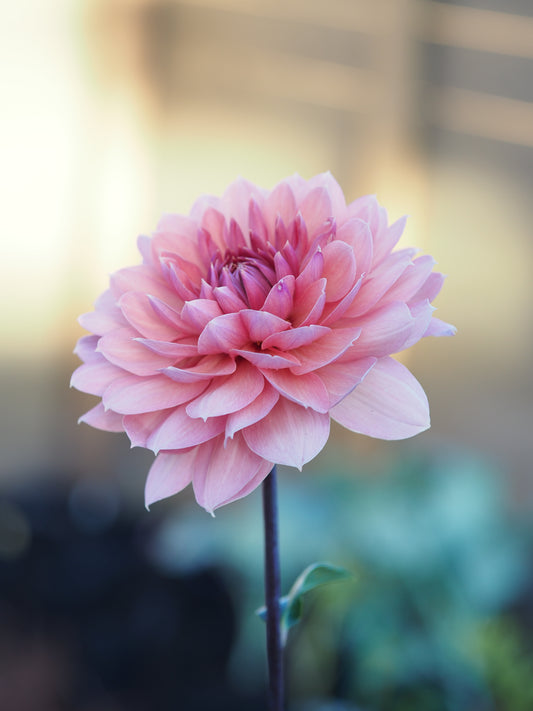 Chateau De La Bourdaisiere (Rooted cutting)