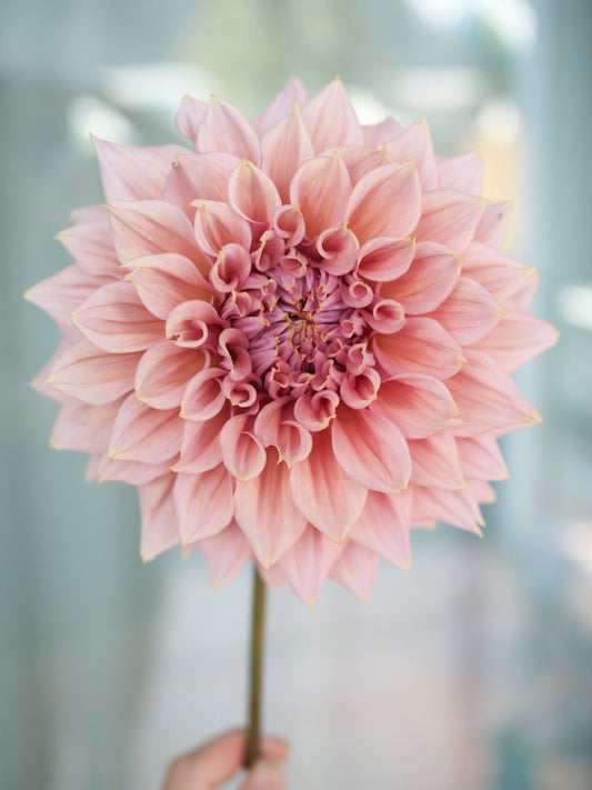 Formby Monarch 🇦🇺 (Rooted cutting)