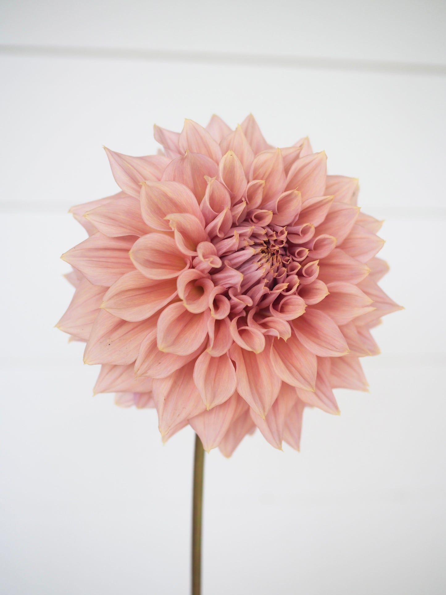 Formby Monarch 🇦🇺 (Rooted cutting)