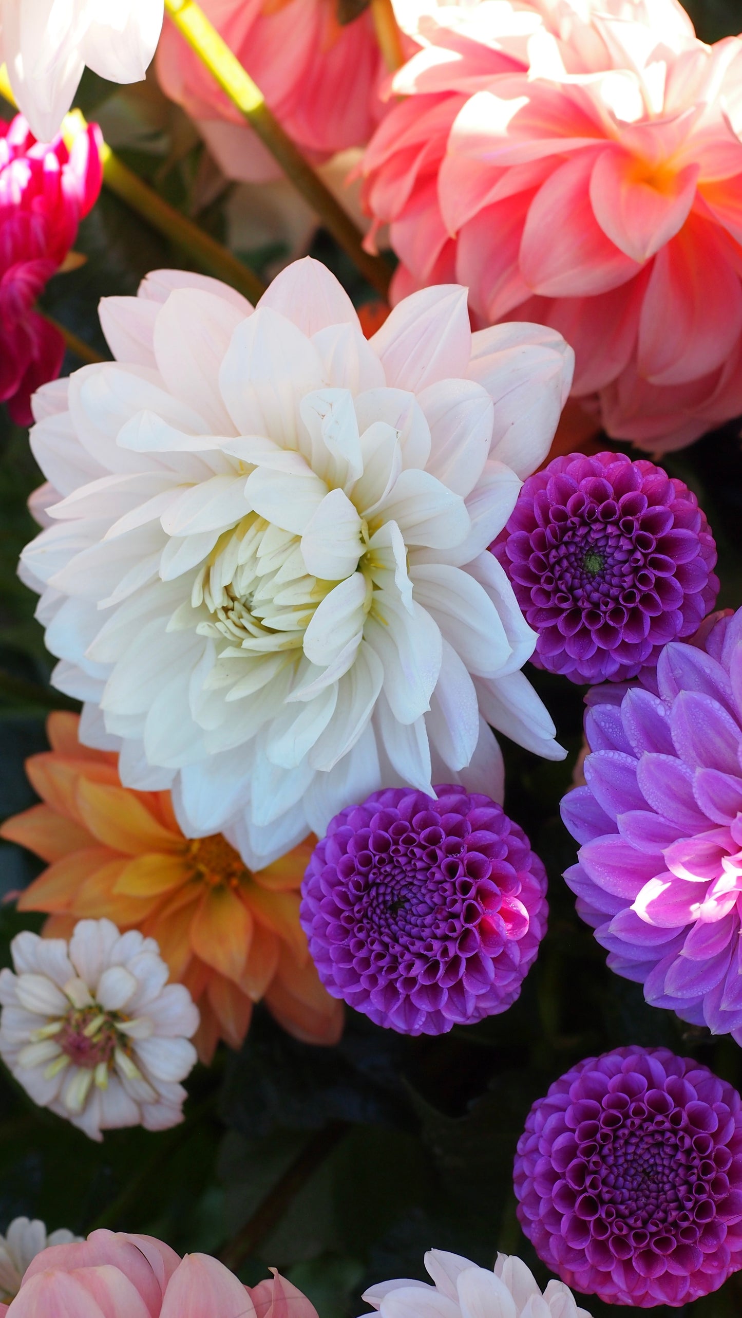 Florelie Hayley 🇦🇺 (rooted cutting)