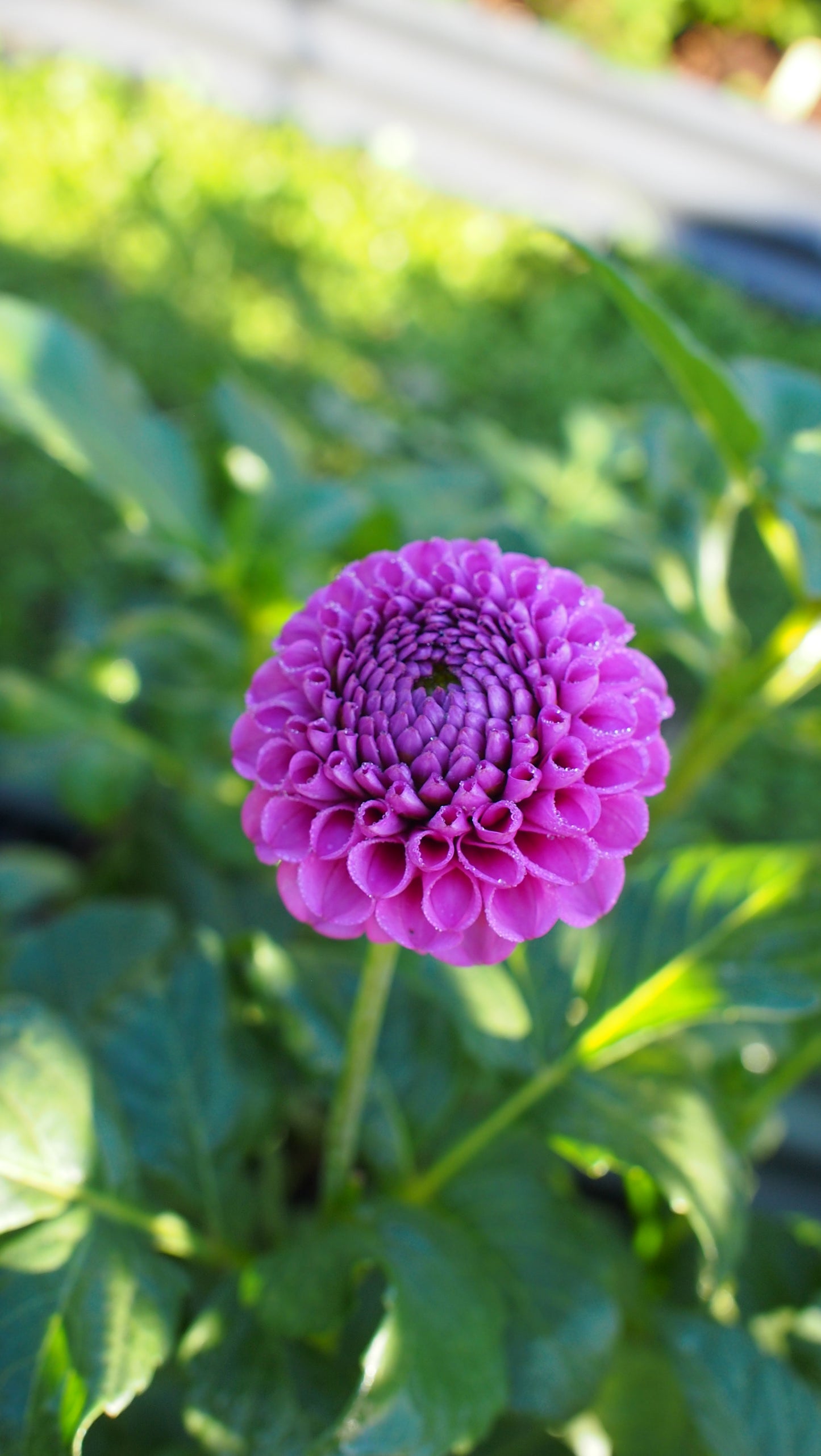 Florelie Hayley 🇦🇺 (rooted cutting)