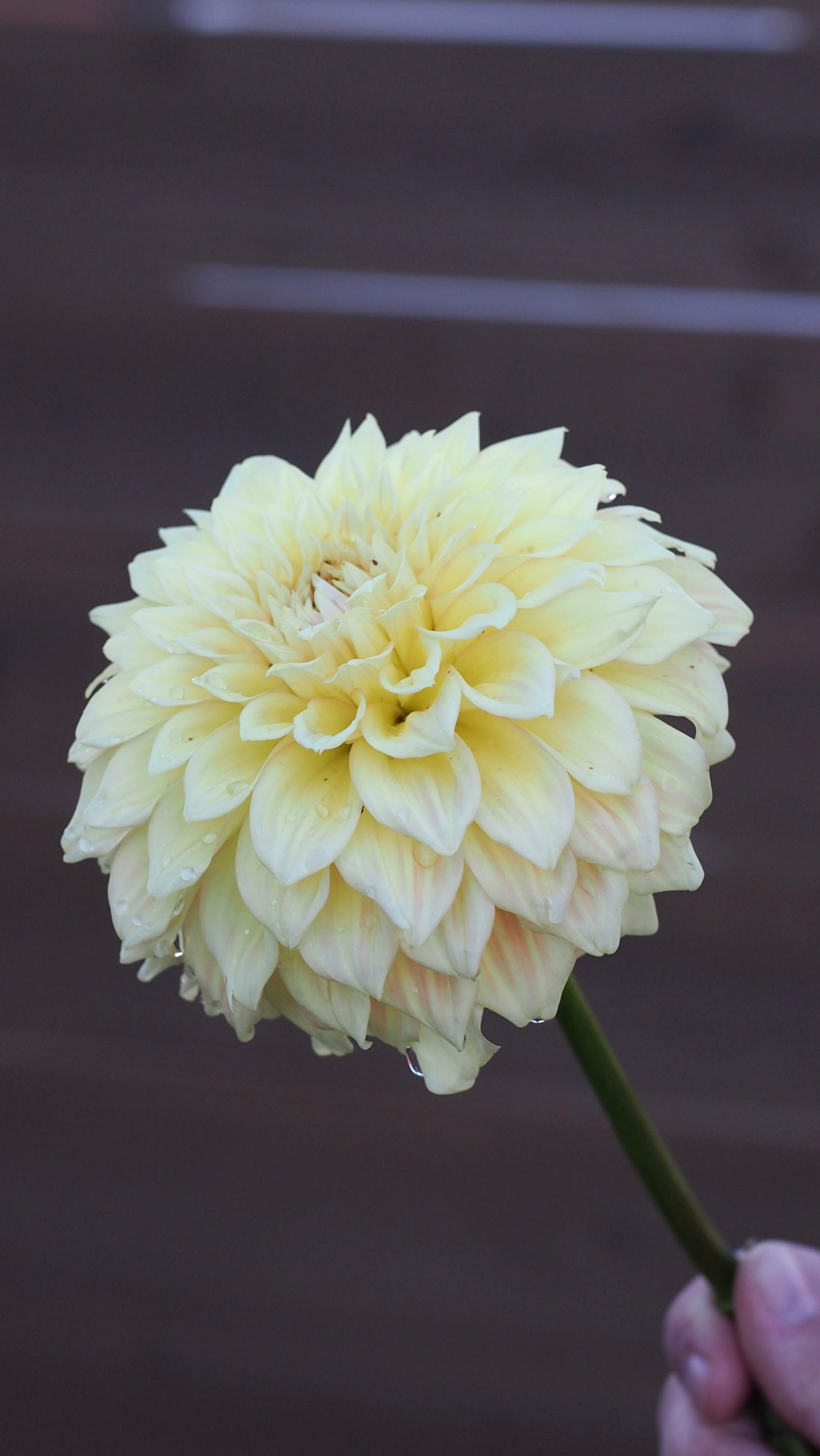 Bracken Glenda 🇦🇺 (Rooted cutting)